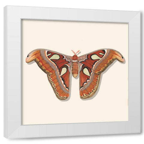 Watercolor Moths II White Modern Wood Framed Art Print by Willett, Michael