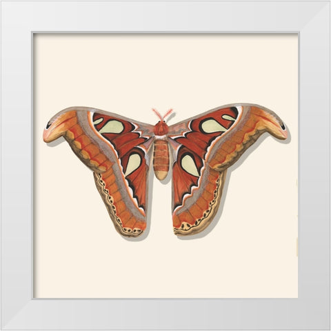 Watercolor Moths II White Modern Wood Framed Art Print by Willett, Michael