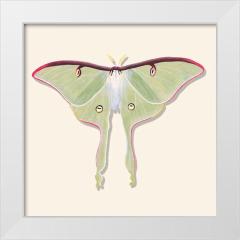 Watercolor Moths IV White Modern Wood Framed Art Print by Willett, Michael