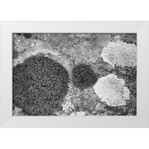 Found Textures XIX White Modern Wood Framed Art Print by Johnson, Jason