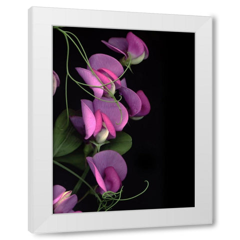 Flower Drama IV White Modern Wood Framed Art Print by Stalus, Judy