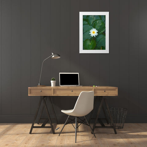 White Lotus White Modern Wood Framed Art Print by Pica, Jeff