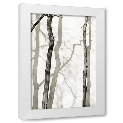 Shadowed Tree Trunks II White Modern Wood Framed Art Print by Aldridge, Ashley