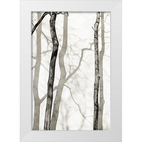 Shadowed Tree Trunks II White Modern Wood Framed Art Print by Aldridge, Ashley