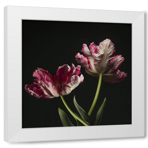 Open Bloomed Tulips White Modern Wood Framed Art Print by McLean, Leah