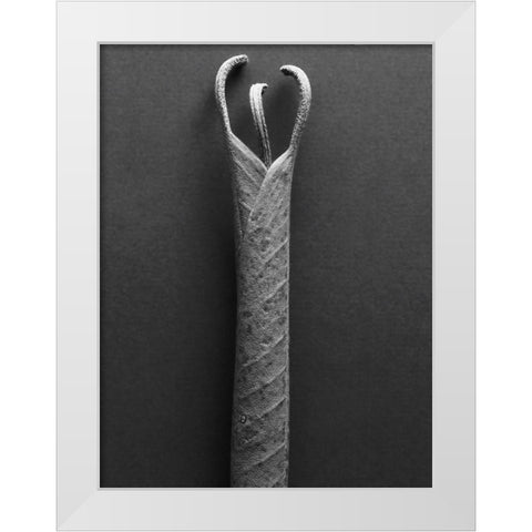 Mountain Laurel Leaves ll White Modern Wood Framed Art Print by Rosenthal, Berry