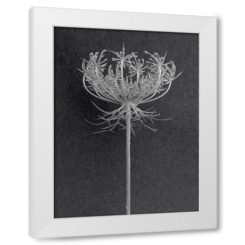 Queens Lace White Modern Wood Framed Art Print by Rosenthal, Berry