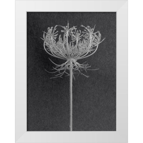 Queens Lace White Modern Wood Framed Art Print by Rosenthal, Berry