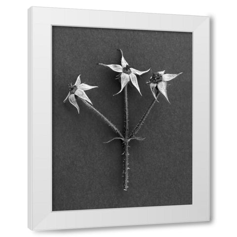 Rose Hip White Modern Wood Framed Art Print by Rosenthal, Berry