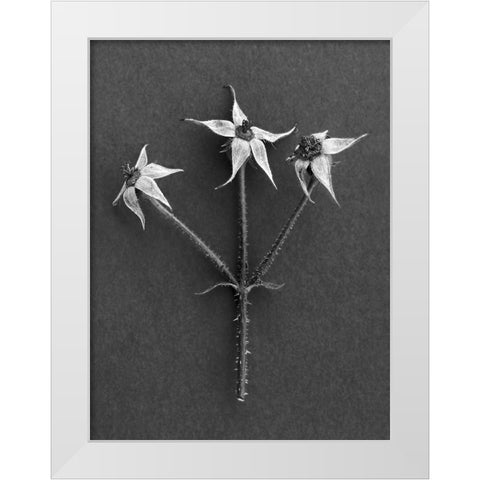 Rose Hip White Modern Wood Framed Art Print by Rosenthal, Berry