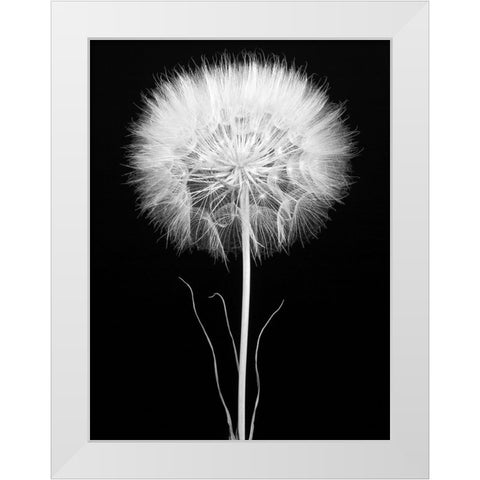 Salsify White Modern Wood Framed Art Print by Rosenthal, Berry