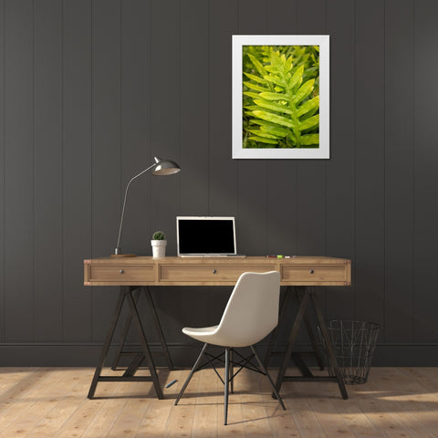 Fern Examination I White Modern Wood Framed Art Print by Head, Danny