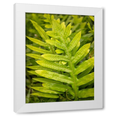 Fern Examination I White Modern Wood Framed Art Print by Head, Danny