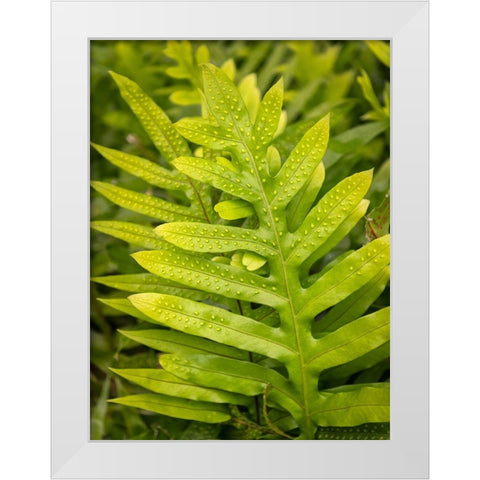 Fern Examination I White Modern Wood Framed Art Print by Head, Danny