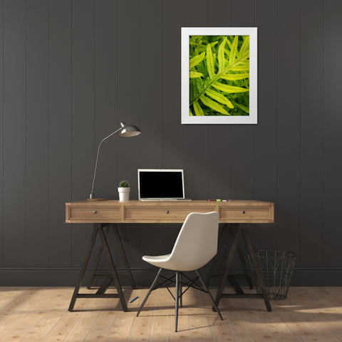 Fern Examination II White Modern Wood Framed Art Print by Head, Danny