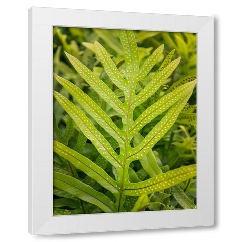 Fern Examination III White Modern Wood Framed Art Print by Head, Danny
