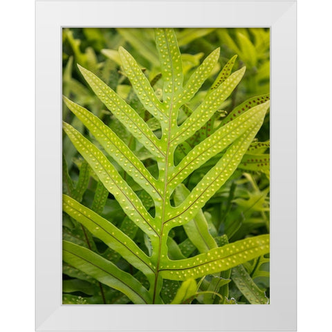 Fern Examination III White Modern Wood Framed Art Print by Head, Danny