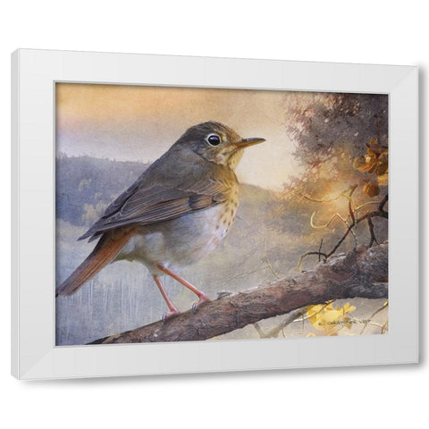Hermit Thrush Hillside Drive White Modern Wood Framed Art Print by Vest, Chris