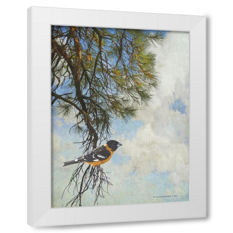Ponderosa Black-Headed Grosbeak White Modern Wood Framed Art Print by Vest, Chris