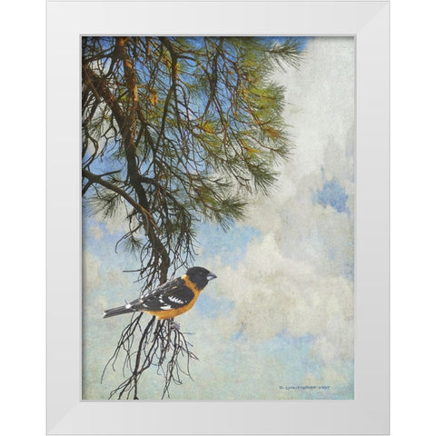 Ponderosa Black-Headed Grosbeak White Modern Wood Framed Art Print by Vest, Chris