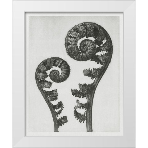 Blossfeldt Fern I White Modern Wood Framed Art Print by Blossfeldt, Karl
