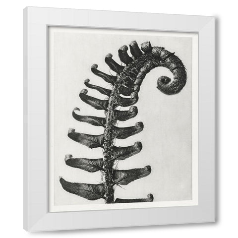 Blossfeldt Fern II White Modern Wood Framed Art Print by Blossfeldt, Karl