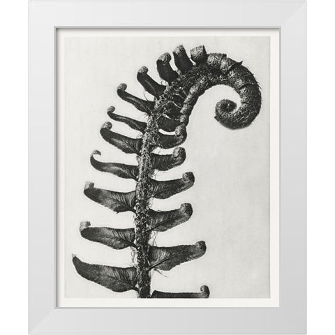 Blossfeldt Fern II White Modern Wood Framed Art Print by Blossfeldt, Karl