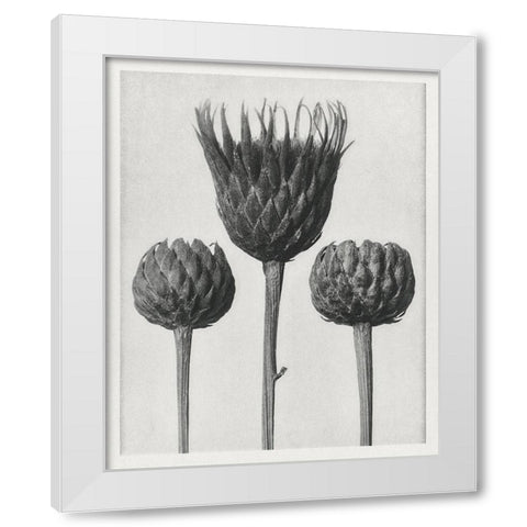 Blossfeldt Trio I White Modern Wood Framed Art Print by Blossfeldt, Karl