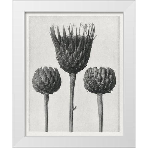 Blossfeldt Trio I White Modern Wood Framed Art Print by Blossfeldt, Karl