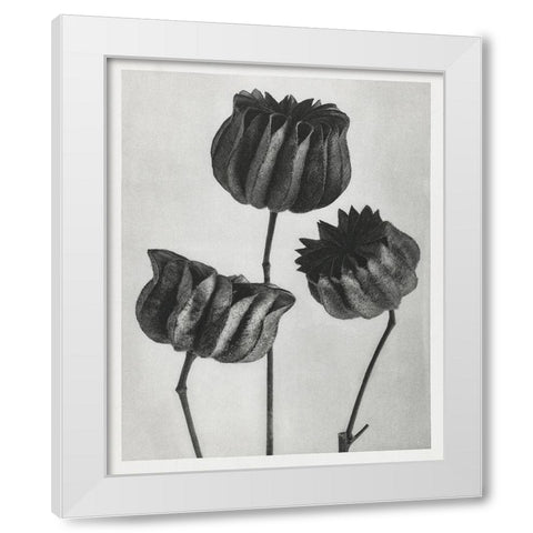 Blossfeldt Trio II White Modern Wood Framed Art Print by Blossfeldt, Karl