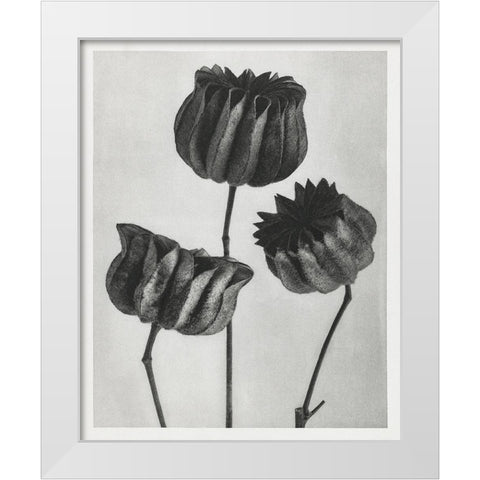 Blossfeldt Trio II White Modern Wood Framed Art Print by Blossfeldt, Karl