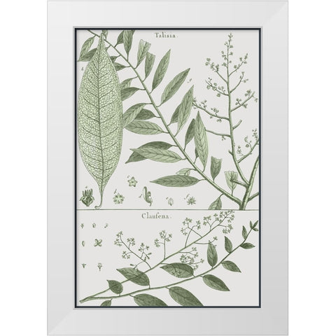 Antique Ferns Revival I White Modern Wood Framed Art Print by Dedirot