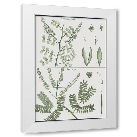 Antique Ferns Revival II White Modern Wood Framed Art Print by Dedirot