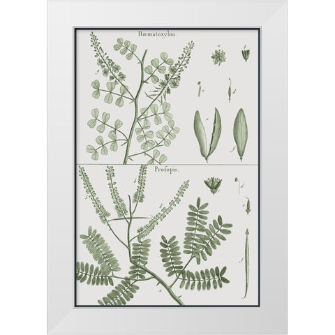 Antique Ferns Revival II White Modern Wood Framed Art Print by Dedirot