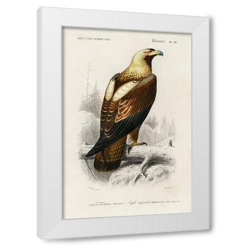 dOrbigny Raptor I White Modern Wood Framed Art Print by DOrbigny, M. Charles