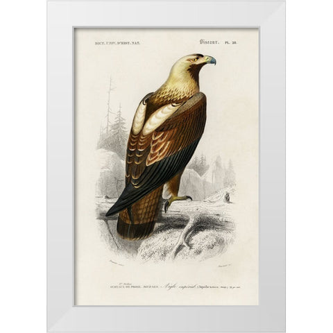 dOrbigny Raptor I White Modern Wood Framed Art Print by DOrbigny, M. Charles