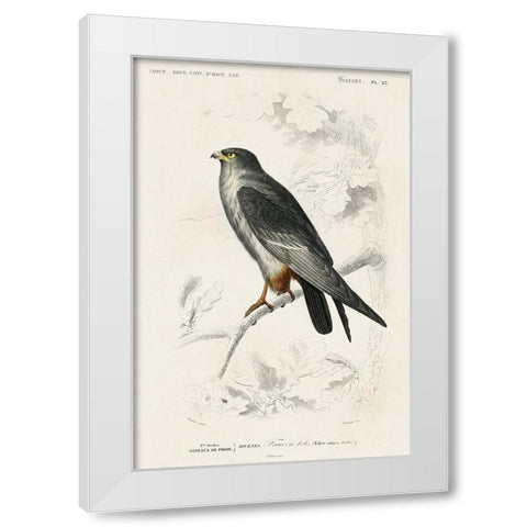 dOrbigny Raptor II White Modern Wood Framed Art Print by DOrbigny, M. Charles