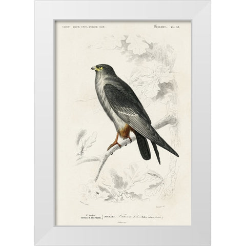dOrbigny Raptor II White Modern Wood Framed Art Print by DOrbigny, M. Charles