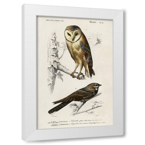 dOrbigny Raptor III White Modern Wood Framed Art Print by DOrbigny, M. Charles