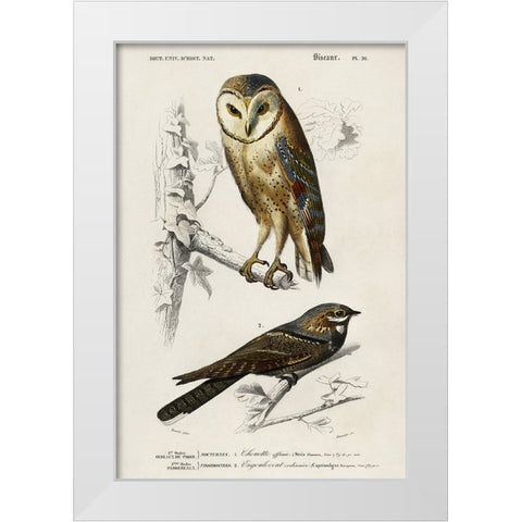 dOrbigny Raptor III White Modern Wood Framed Art Print by DOrbigny, M. Charles