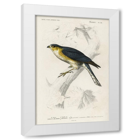 dOrbigny Raptor IV White Modern Wood Framed Art Print by DOrbigny, M. Charles