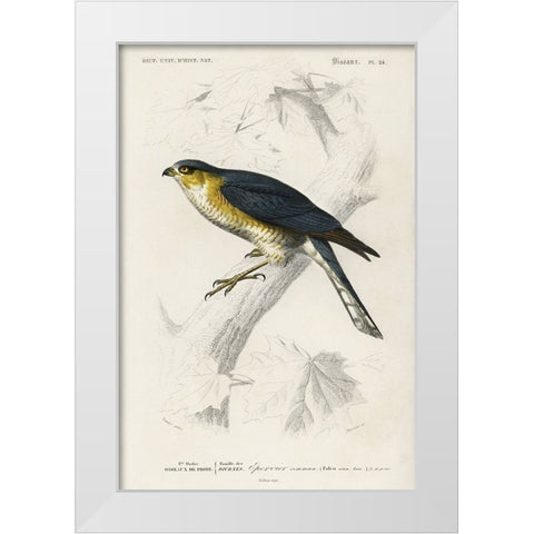 dOrbigny Raptor IV White Modern Wood Framed Art Print by DOrbigny, M. Charles