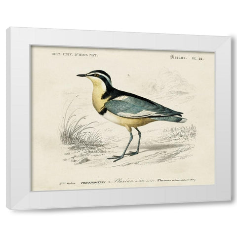 dOrbigny Seabird I White Modern Wood Framed Art Print by DOrbigny, M. Charles