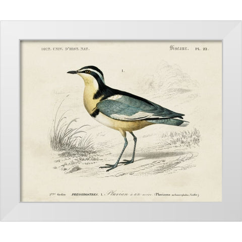 dOrbigny Seabird I White Modern Wood Framed Art Print by DOrbigny, M. Charles