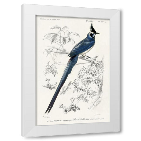 dOrbigny Exotic Bird IV White Modern Wood Framed Art Print by Redoute, Pierre
