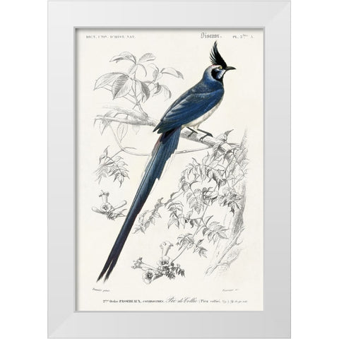 dOrbigny Exotic Bird IV White Modern Wood Framed Art Print by Redoute, Pierre