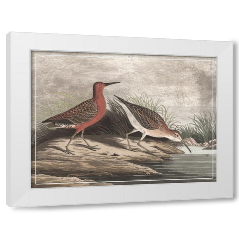 Gilded Sandpipers II White Modern Wood Framed Art Print by Audubon, John James