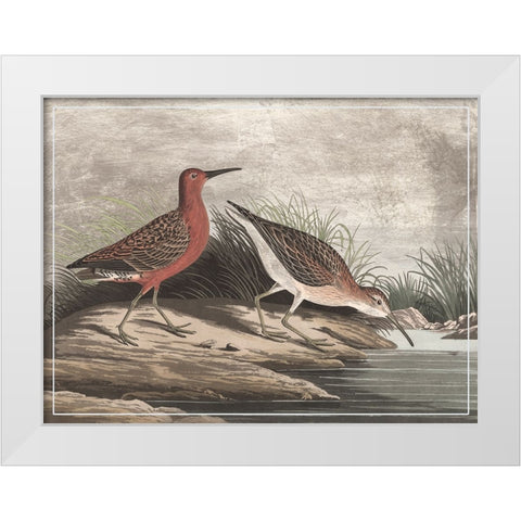 Gilded Sandpipers II White Modern Wood Framed Art Print by Audubon, John James