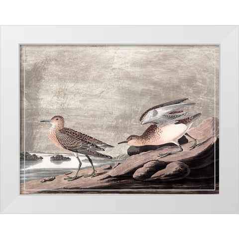 Gilded Sandpipers IV White Modern Wood Framed Art Print by Audubon, John James