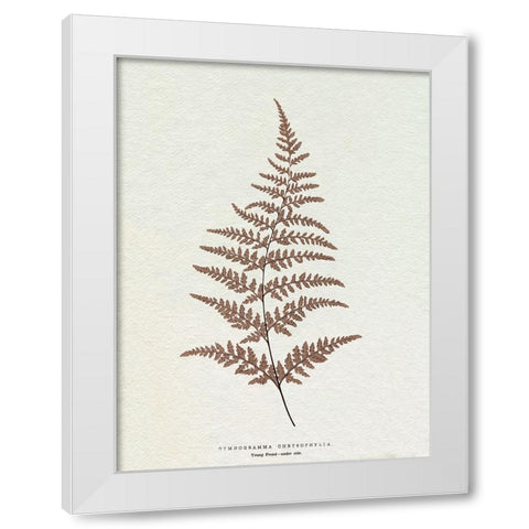 Lowe Sepia Fern I White Modern Wood Framed Art Print by Lowe, E.J.